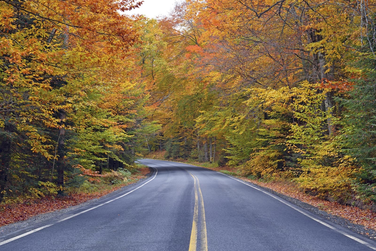 A road surrounded by trees in the fall.