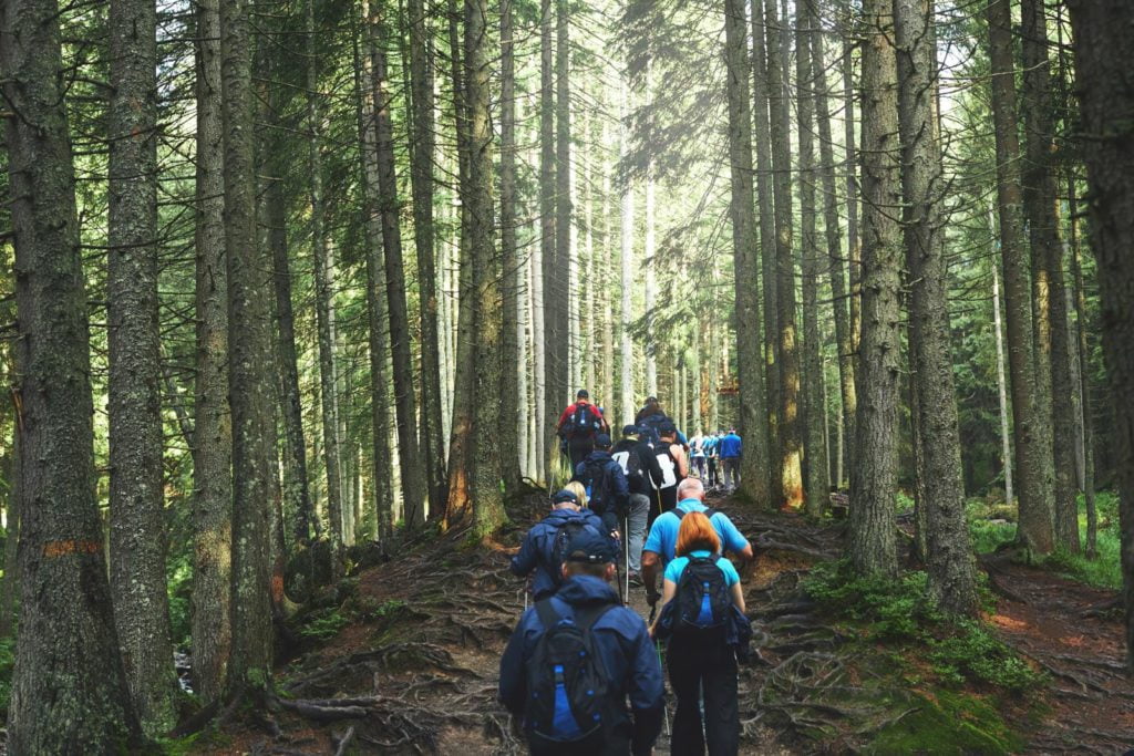 A group of people with backpacks hike along a forest trail surrounded by tall trees and exposed roots.