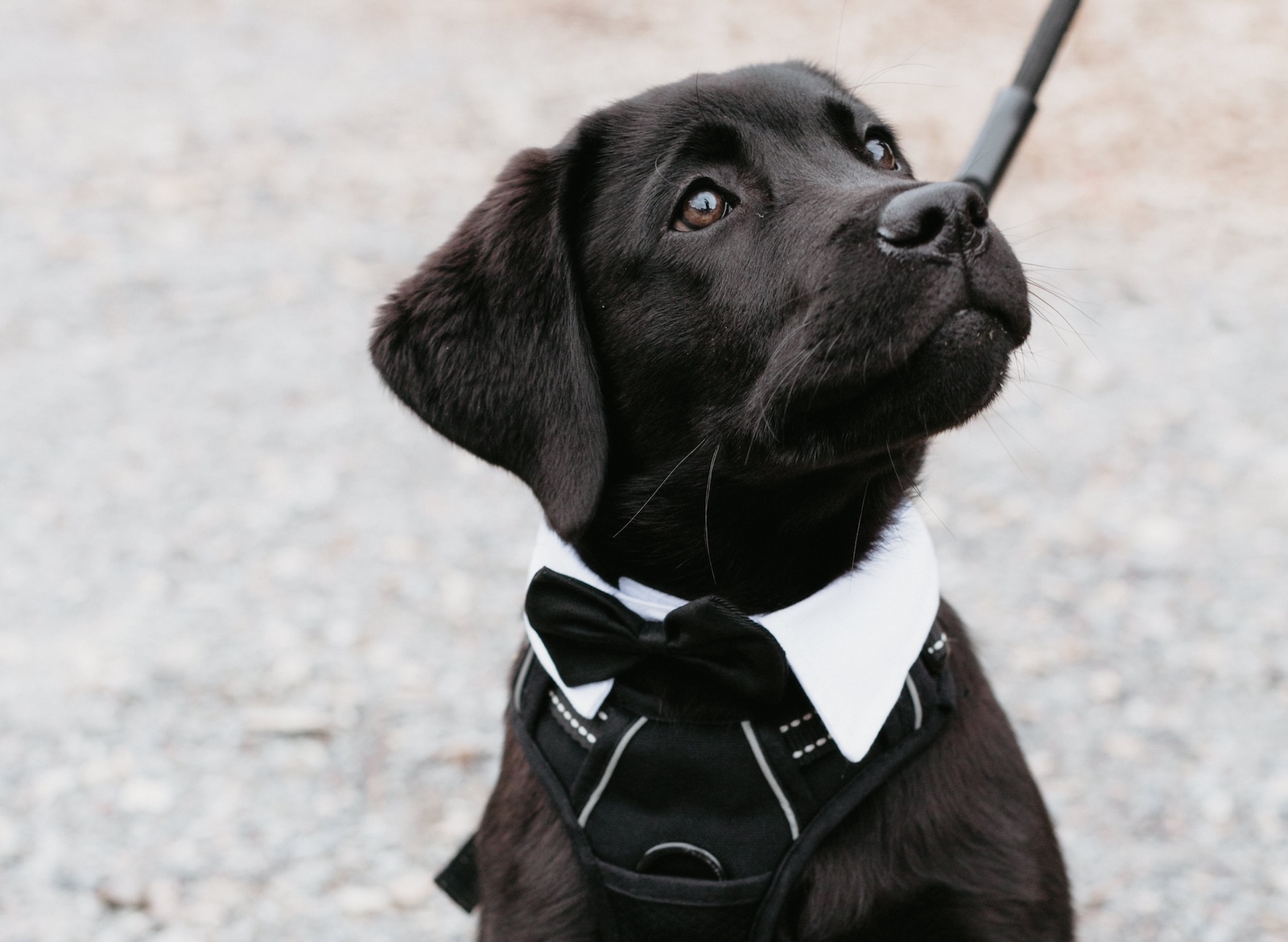 A black puppy wearing a tuxedo harness with a white collar and black bow tie looks up while on a leash outdoors.