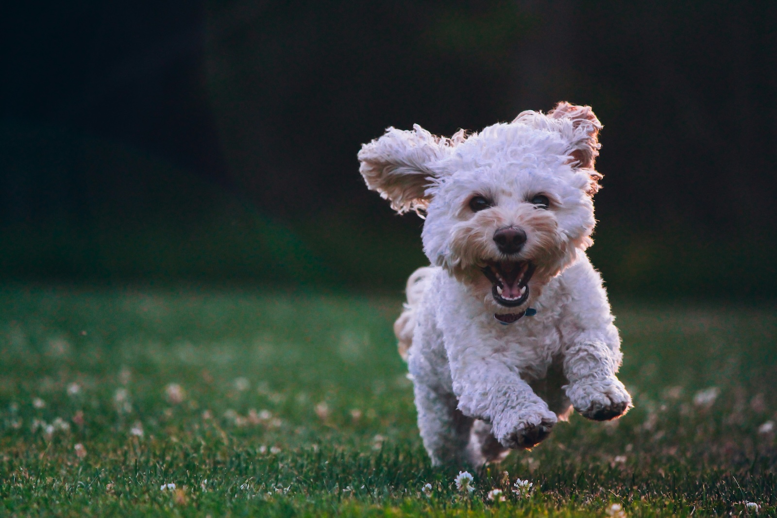 A small, white, curly-haired dog is running energetically on green grass, with its mouth open and ears flapping.